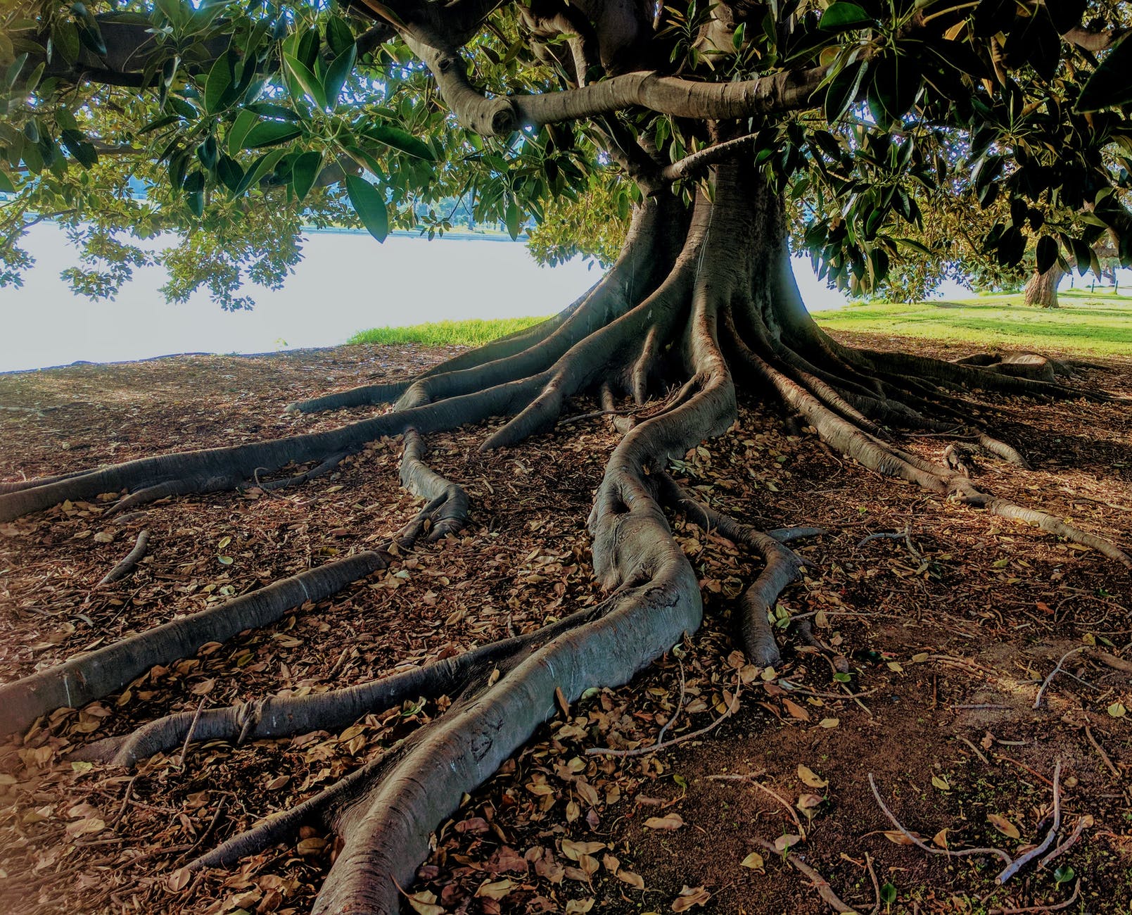 Image of a grand, old tree with thick prominent roots emerging from the ground; they reach out many feet away from the tree.
